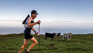Aventura nos Açores com atleta e vacas em paisagem montanhosa