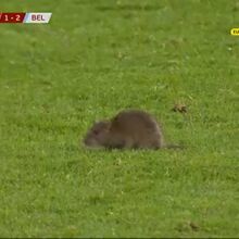 <![CDATA[ Um visitante inesperado: ratazana invade o relvado do País de Gales-Bélgica ]]>