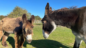 Dois burros, dois recordes do Guiness: conheça o Derrick e o Bambou