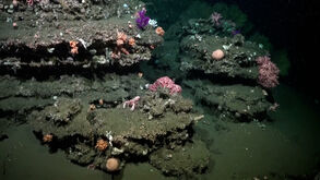 Cientistas descobrem nova forma de vida nas profundezas do Atlântico Sul