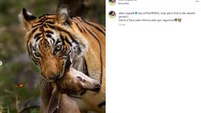 O tigre e o veado: Vítor Roque apagou publicação homofóbica