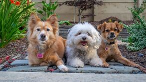 Será que é mesmo assim: 1 ano de vida nos humanos equivale a 7 anos num cão? Vamos desvendar este mito!