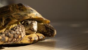 Torpor vs Hibernação. Conheça as principais diferenças e o que isso representa para o seu pet