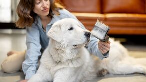 Chegou a altura da mudança de pelo nos cães e há cuidados a ter com cada raça: saiba quais