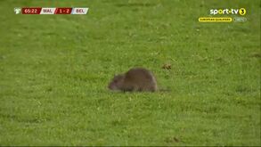 Um visitante inesperado: ratazana invade o relvado do País de Gales-Bélgica