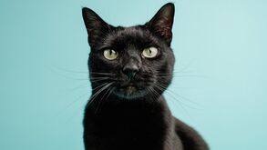 Medidas extremas! Cidade espanhola de Terrassa trava adoções de gatos pretos no Halloween