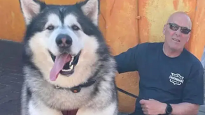 Este é o Mal, o malamute do Alasca com 5 anos e que já pesa... 82 quilos!