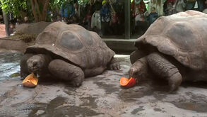 Hipopótamos e tartarugas comemoram também o Halloween com... abóboras