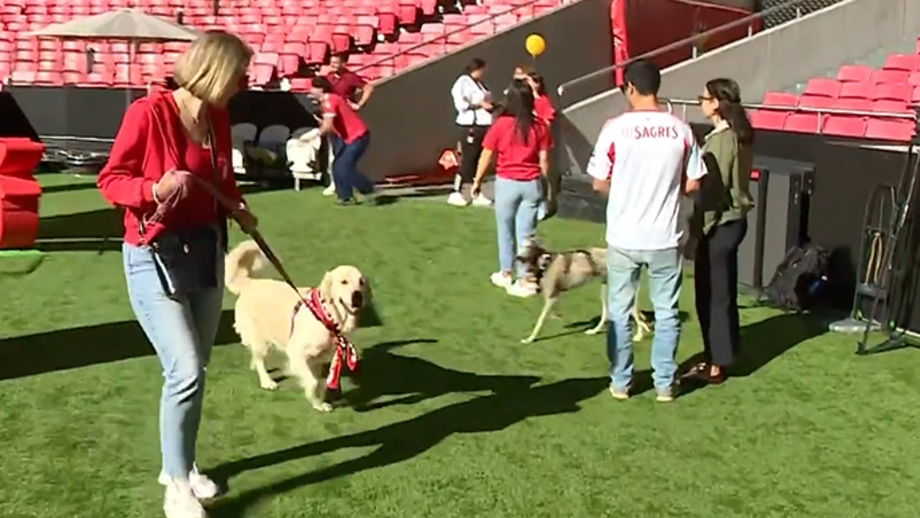 Dia Mundial do Animal assinalado no Estádio da Luz