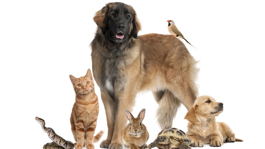 Hoje é o Dia Mundial do Animal. Fique com 5 ideias para comemorar este dia com os seus pets