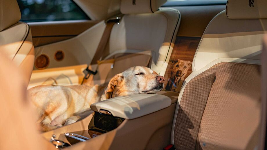 Este é o Bailey, o cão que inspirou o novo carro da Rolls-Royce
