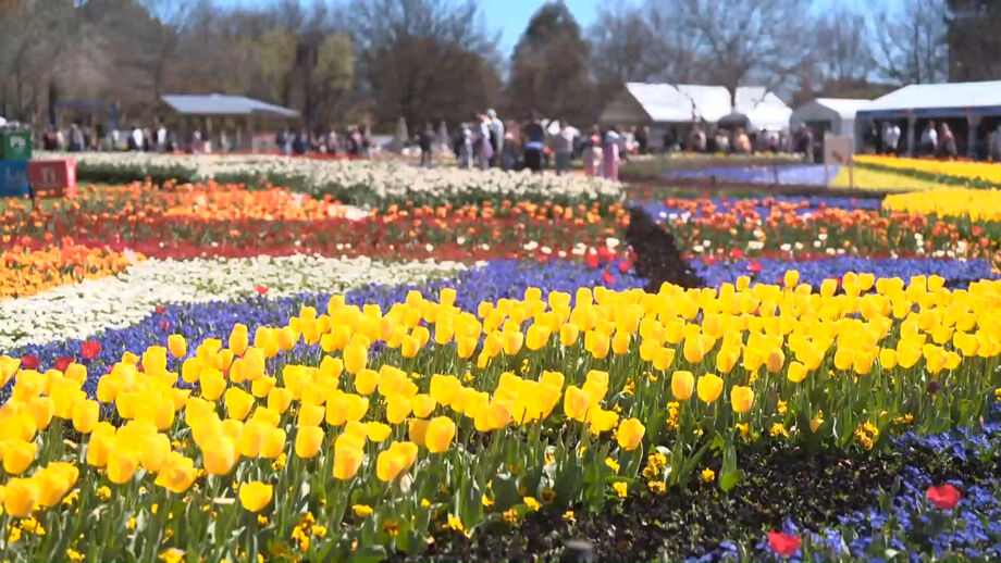 Exposição anual na Austrália exibe mais de um milhão de flores na maior celebração da primavera na Austrália  