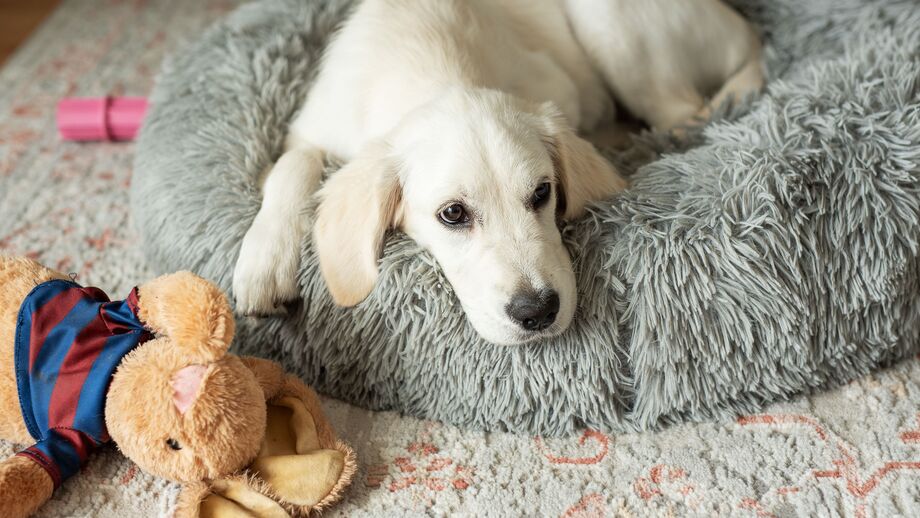 Chegou a hora de deitar e o seu cão começa a dar voltas? Há uma explicação
