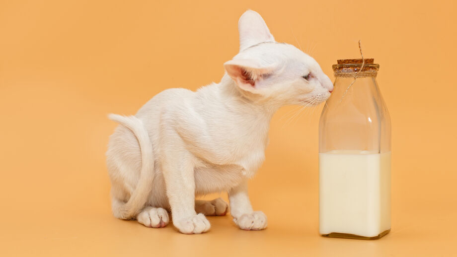 Os gatos bebem leite? Os peixes têm pouca memória? Hoje desvendamos 4 mitos associados a animais