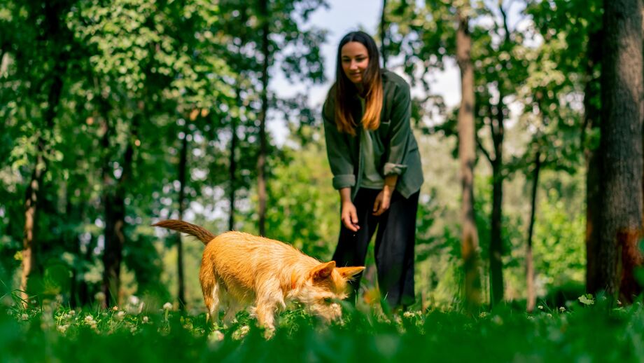 Se gosta de passeios pela natureza com o patudo, este guia é para si