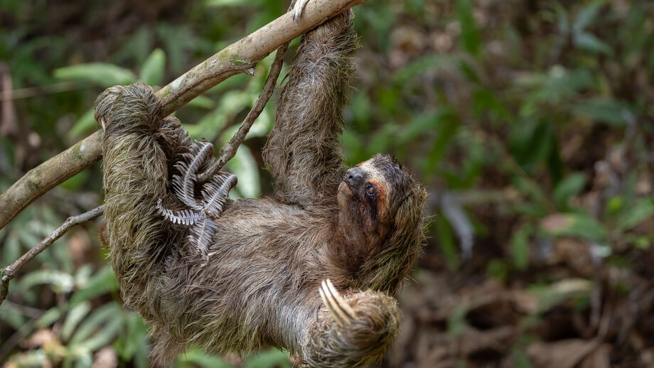 Hoje é o Dia da Preguiça! Conheça 6 curiosidades sobre estes animais tão peculiares