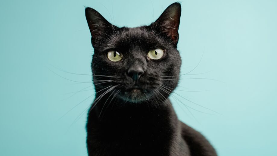 Cidade espanhola de Terrassa trava adoções de gatos pretos no Halloween