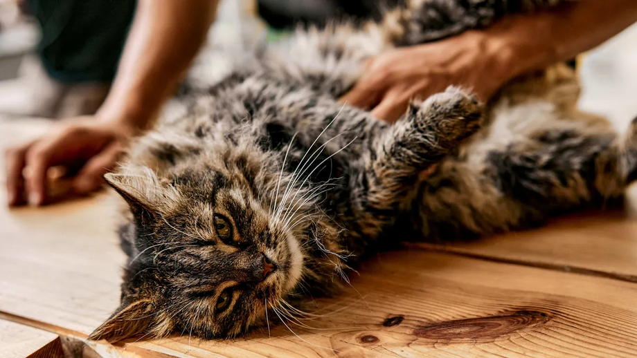 Diarreias e vómitos? Saiba o que fazer quando o seu animal fica com a barriga sensível
