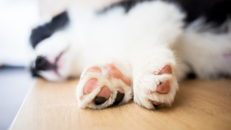 Fofas, macias e super importantes. Fique com 5 curiosidades sobre as 'almofadinhas' de cães e gatos