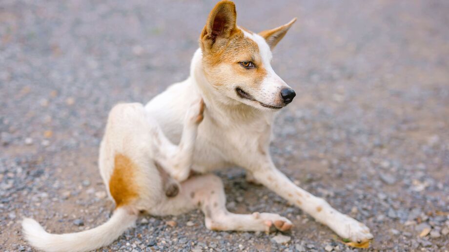 Queda de pelo anormal? O seu cão ou gato pode estar a sofrer de alopécia