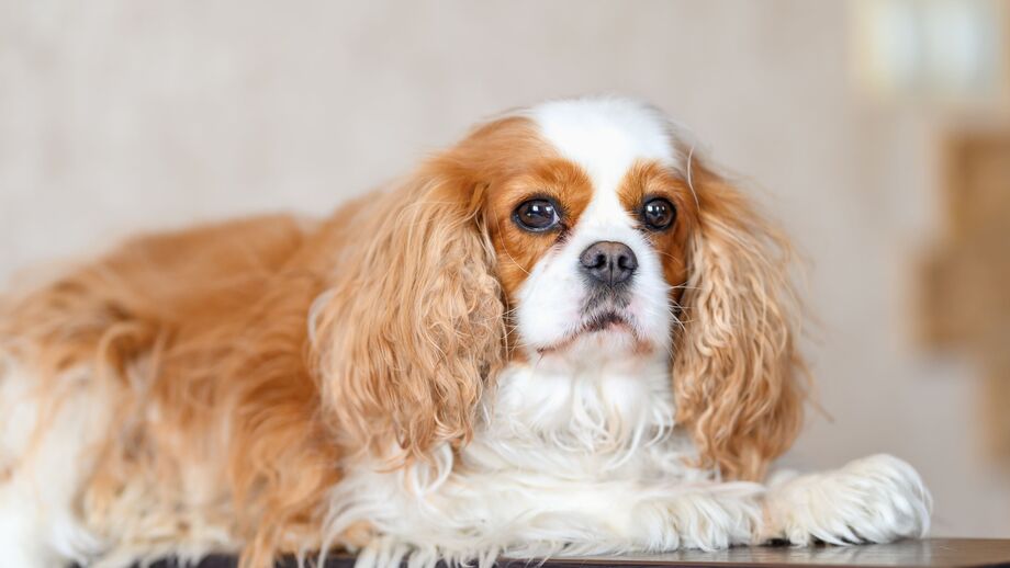 Cavalier King Charles Spaniel