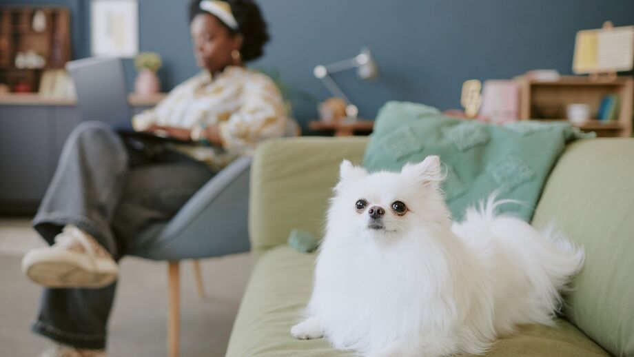 Raças caninas adaptáveis a apartamentos, como o Bichon Frisé e o Galgo