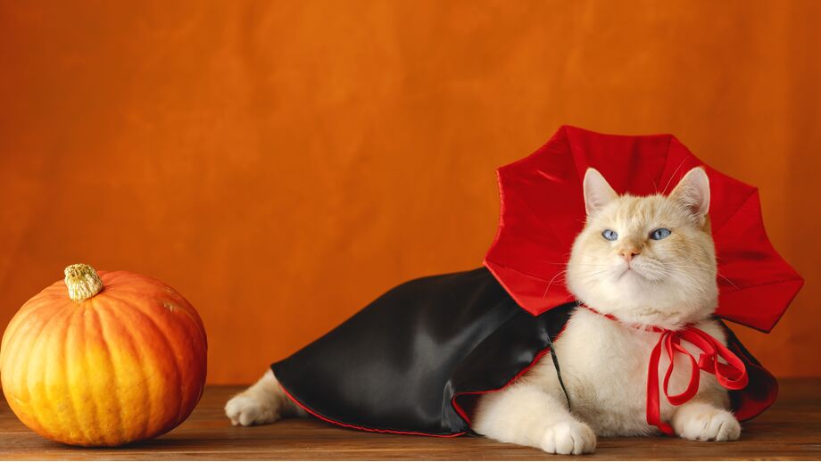 Gato veste disfarce de Halloween com abóbora