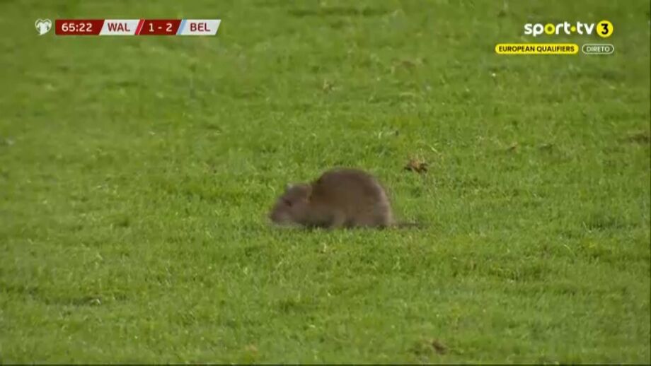 Ratazana invade relvado do País de Gales-Bélgica