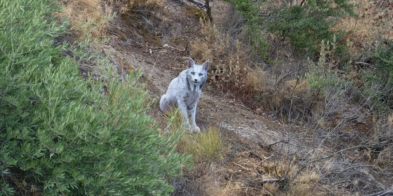  Um momento raro! Um Lince-ibérico branco foi fotografado em Espanha