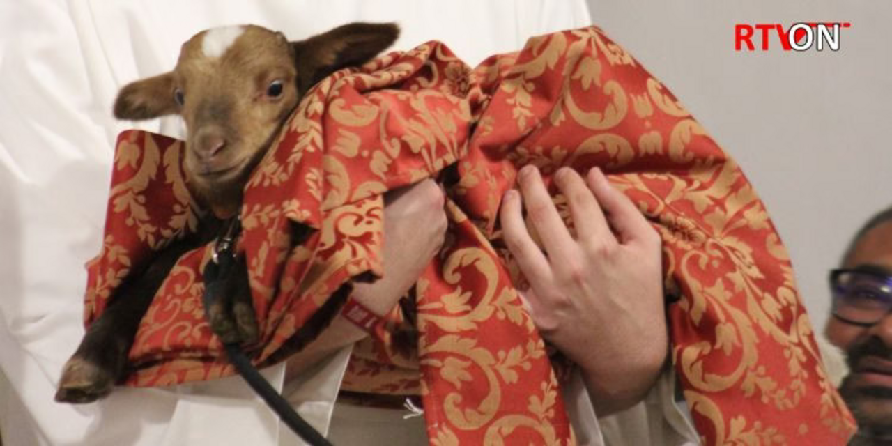 Padre de Torres Vedras foi surpreendido no aniversário... com uma ovelha