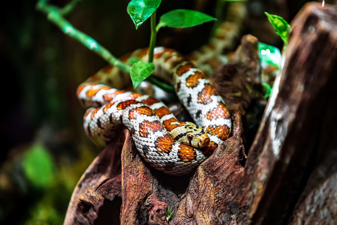 Mudança de pele: que cuidados deve ter com o seu réptil de estimação?