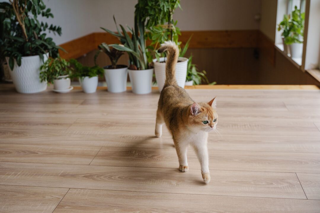 É verdade que os gatos são mais ativos durante a noite? Vamos desvendar este mito