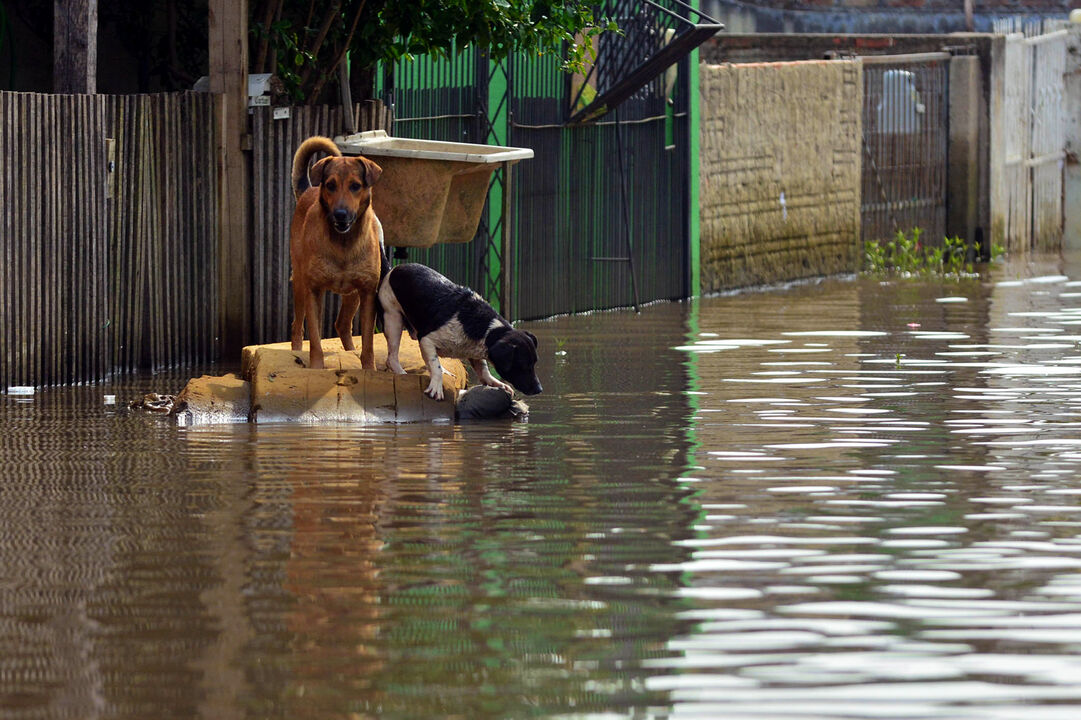 Tempestades e cheias andam de mãos dadas. Siga estas dicas para proteger os seus animais