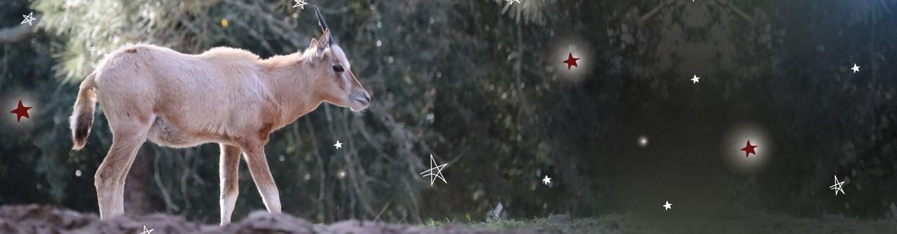 Um milagre de Natal! Conheça o Rudolfo, a cria de órix que está a encantar os visitantes do Badoca