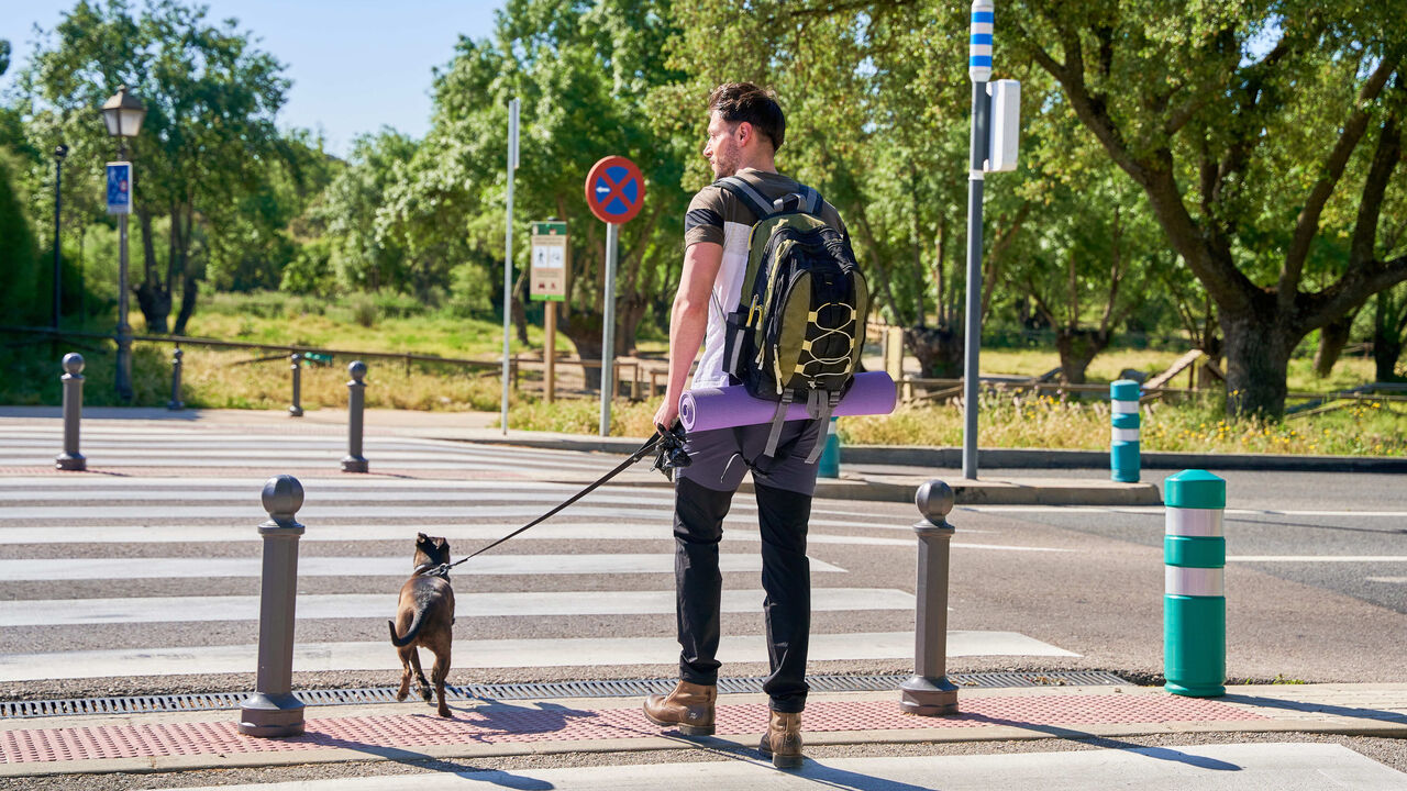 Mais um cão eletrocutado em Lisboa. Já é o 4.º só neste mês de novembro