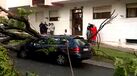 Carros danificados após queda de árvore em São Marcos, Sintra