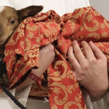 <![CDATA[ A história que fez parar os crentes de Torres Vedras: padre surpreendido com prenda inesperada dos seus acólitos ]]>