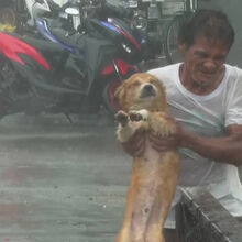 <![CDATA[ Imagens emocionantes mostram dono a fugir com o cão durante passagem de supertufão pelas Filipinas ]]>