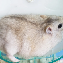 <![CDATA[ Será que o seu pet tem um ambiente estimulante? Descubra como proporcionar o melhor ao seu animal ]]>