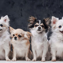 <![CDATA[ Cães pequenos, grandes desafios: 6 problemas de saúde a ter em conta nos patudos de porte pequeno ]]>