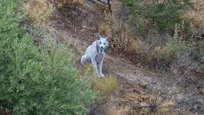  Um momento raro! Um Lince-ibérico branco foi fotografado em Espanha
