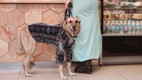 Animais ou modelos? Descubra 5 marcas de moda que vão deixar o seu cão cheio de estilo