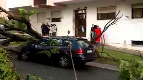 Carros danificados após queda de árvore em São Marcos