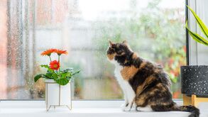 Outono não é sinónimo de tédio. Ajude o seu gato a manter-se ativo dentro de casa