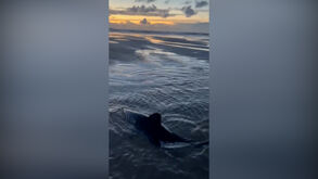 Mulher tenta ajudar tubarão encalhado em praia dos EUA 