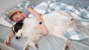 Será que é boa ideia dormir com os patudos? Fique com os prós e contras