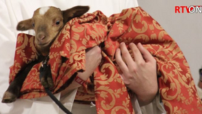 Padre de Torres Vedras foi surpreendido no aniversário... com uma ovelha