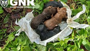 GNR desce a poço para resgatar cinco cães recém-nascidos maltratados por homem em Ponte de Lima  