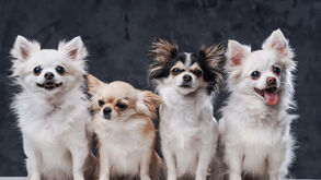 Cães pequenos, grandes desafios. 6 problemas de saúde a ter em conta