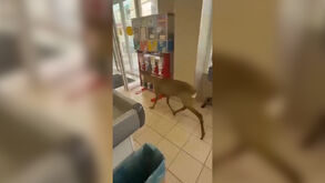 Veado invade supermercado na Rússia